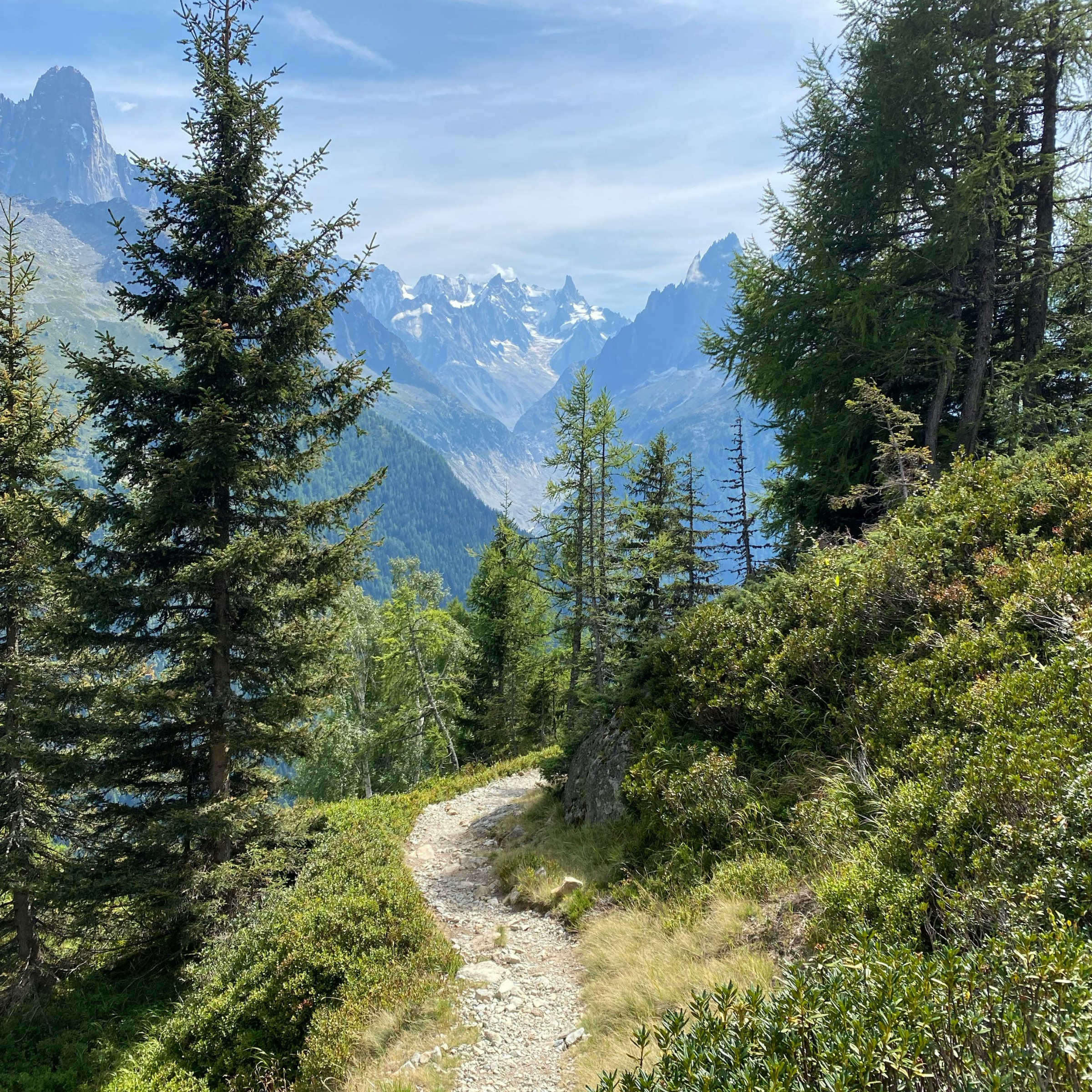 Trail through a forest with mountains in the background
